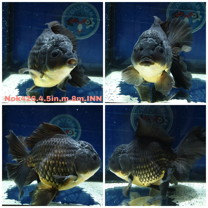 (NOK-426) Thai Jumbo Black Orchid Tail Oranda 4.50 inch Body Male 8 Months Age