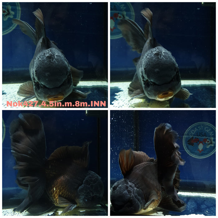 (NOK-427) Thai Jumbo Black Orchid Tail Oranda 4.50 inch Body Male 8 Months Age