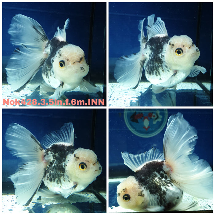 (NOK-428) Thai Panda Orchid Tail Oranda 3.50 inch Body Male 6 Months Age