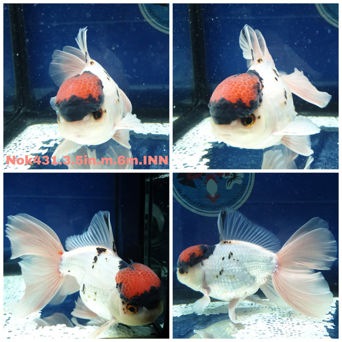 (NOK-431) Thai Tri Color Orchid Tail Oranda 3.50 inch Body Male 6 Months Age