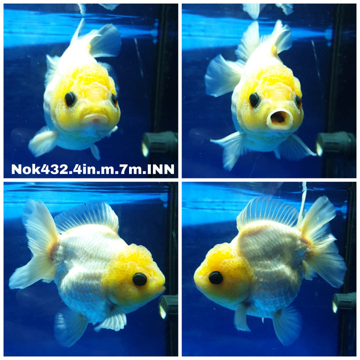 (NOK-432) Thai Lemon Head White Oranda 4.00 inch Body Male 7 Months Age