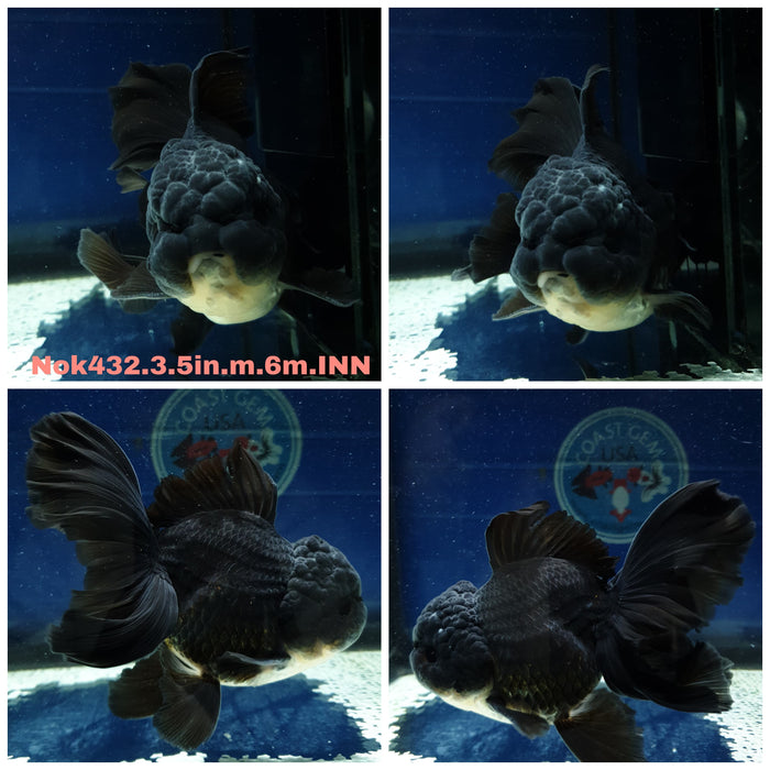 (NOK-432) Thai Black Orchid Tail Oranda 3.50 inch Body Male 6 Months Age