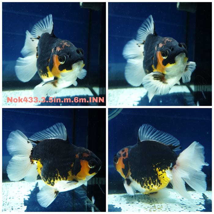 (NOK-433) Thai Tri Color Orchid Tail Oranda 3.50 inch Body Male 6 Months Age