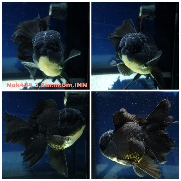 (NOK-434) Thai Black Orchid Tail Oranda 3.50 inch Body Male 6 Months Age