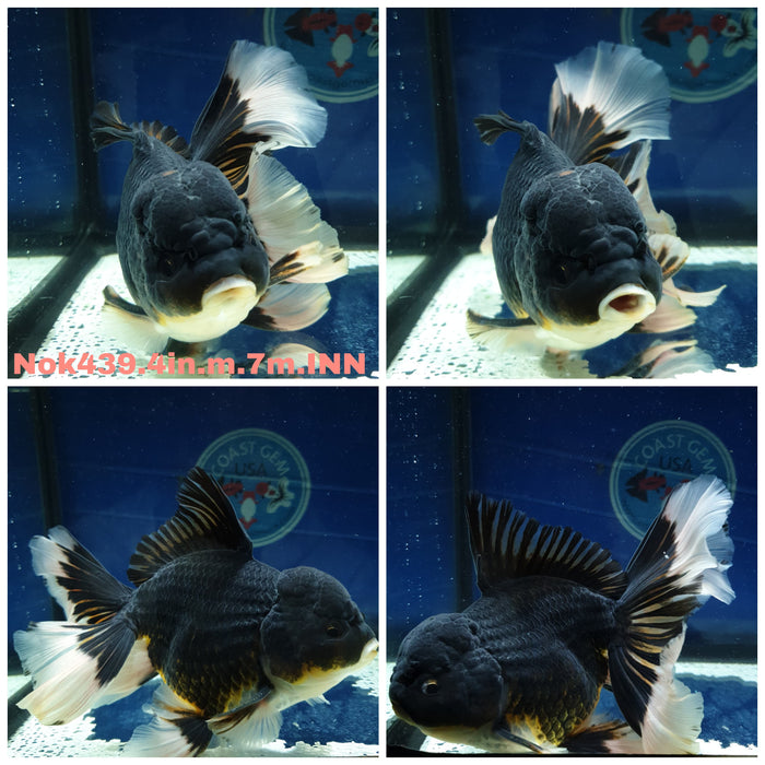 (NOK-439) Thai Panda Orchid Tail Oranda 4.00 inch Body Male 7 Months Age