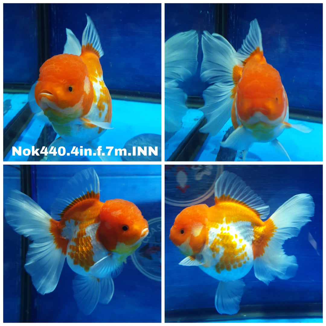 (NOK-440) Thai Red/White Oranda 4.00 inch Body Female 7 Months Age