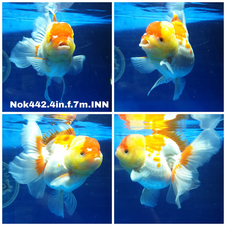 (NOK-442) Thai Red/White Oranda 4.00 inch Body Female 7 Months Age