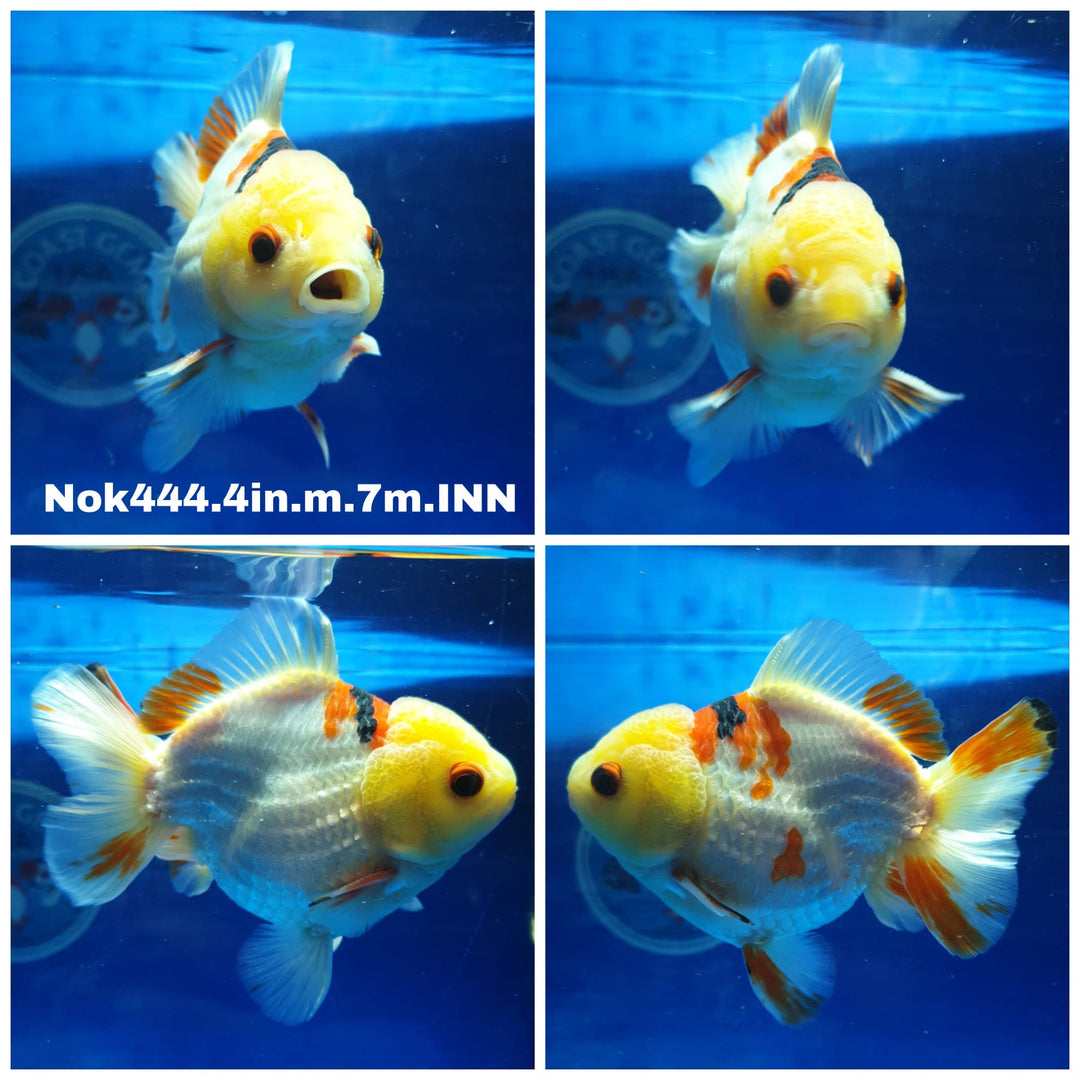 (NOK-444) Thai Tri Color Oranda 4.00 inch Body Male 7 Months Age