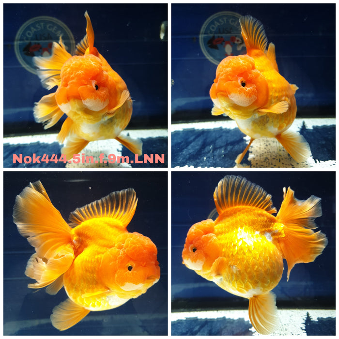 X(NOK-444) Thai Jumbo Red Orchid Tail Oranda 5.00 inch Body Female 9 Months Age