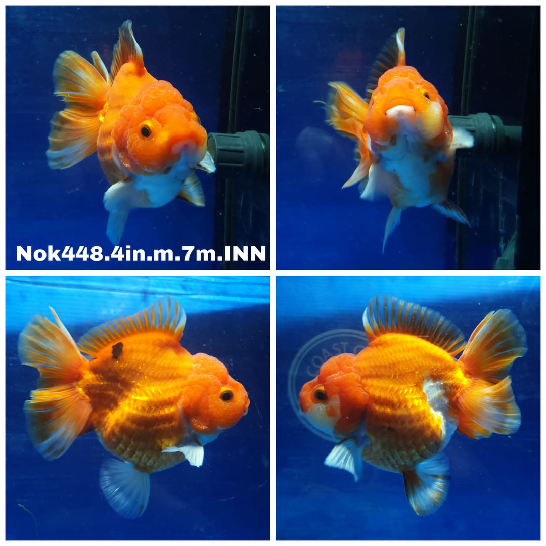 (NOK-448) Thai Red/White Oranda 4.00 inch Body Male 7 Months Age