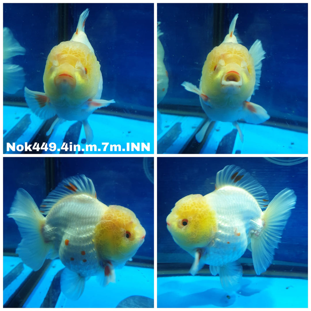 (NOK-449) Thai White/Red Oranda 4.00 inch Body Male 7 Months Age