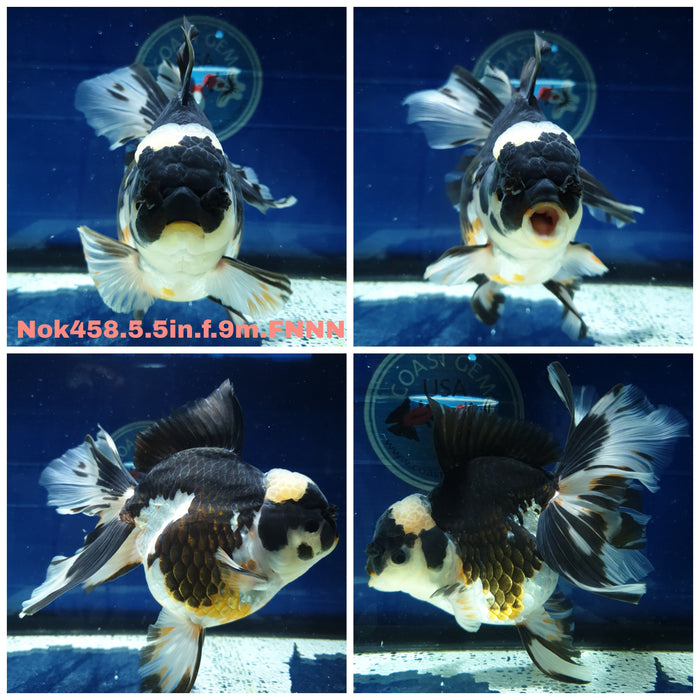 (NOK-458) Thai Jumbo Panda Orchid Tail Oranda 5.50 inch Body Female 9 Months Age