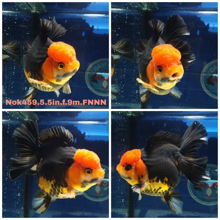 (NOK-459) Thai Jumbo Apache Orchid Tail Oranda 5.50 inch Body Female 9 Months Age