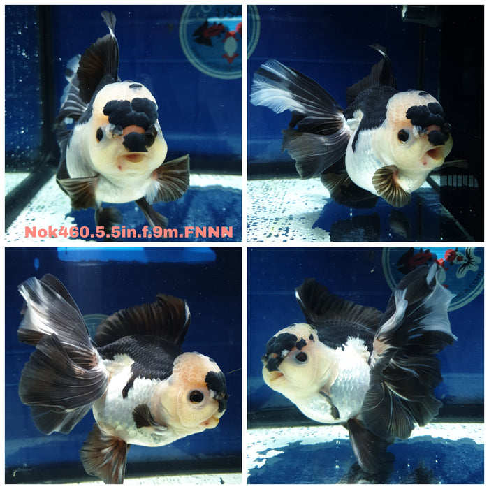 (NOK-460) Thai Jumbo Panda Orchid Tail Oranda 5.50 inch Body Female 9 Months Age