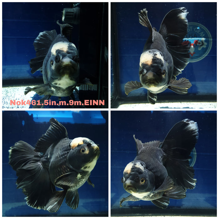 (NOK-461) Thai Jumbo Panda Orchid Tail Oranda 5.00 inch Body Male 9 Months Age