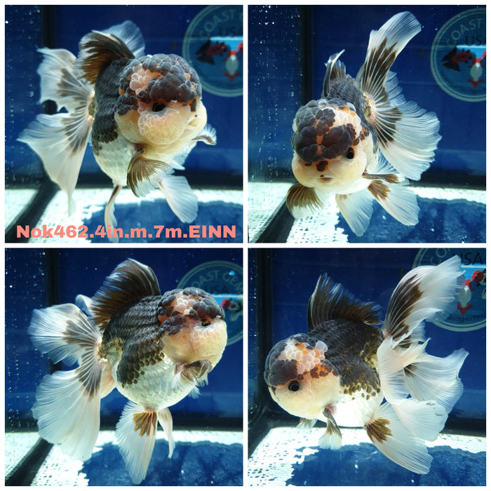 HERE(NOK-462) Thai Tri Color Orchid Tail Oranda 4.00 inch Body Male 7 Months Age