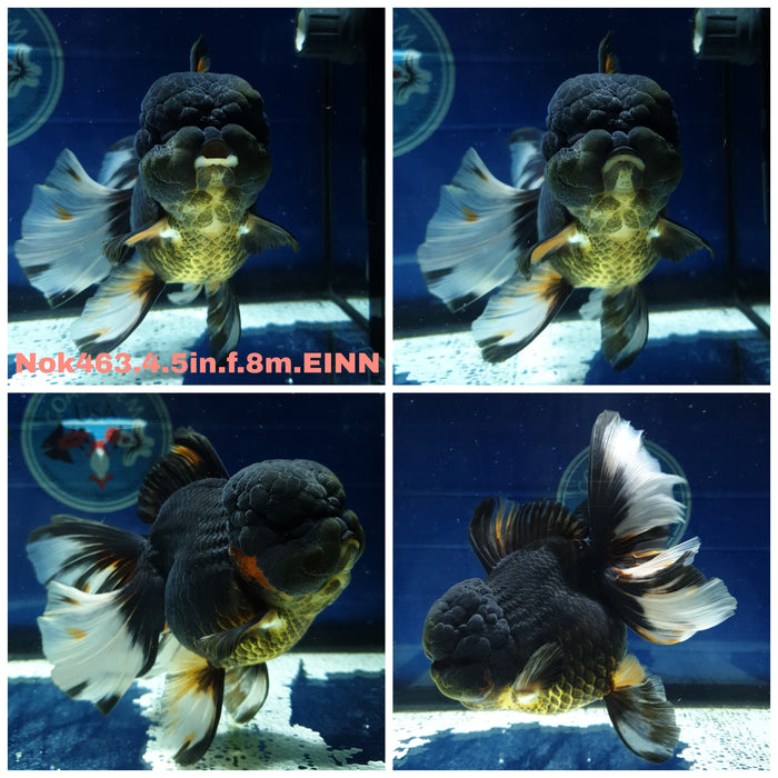 (NOK-463) Thai Jumbo Tri Color Orchid Tail Oranda 4.50 inch Body Female 8 Months Age