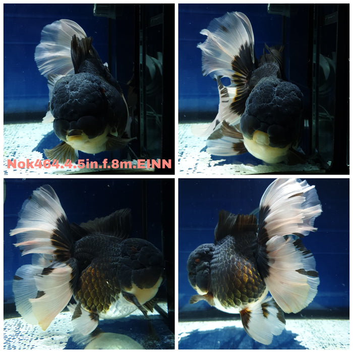 HERE(NOK-464) Thai Jumbo Panda Orchid Tail Oranda 4.50 inch Body Female 8 Months Age