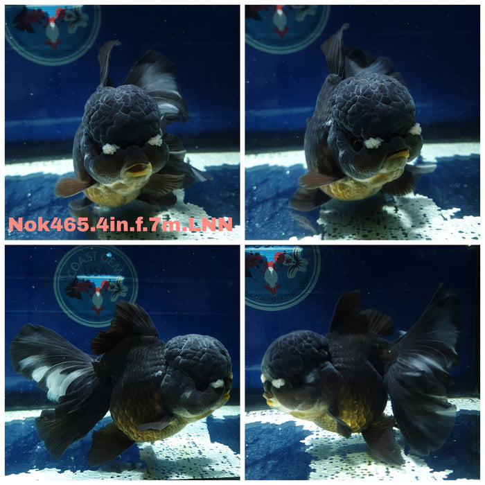 (NOK-465) Thai Black Orchid Tail Oranda 4.00 inch Body Female 7 Months Age