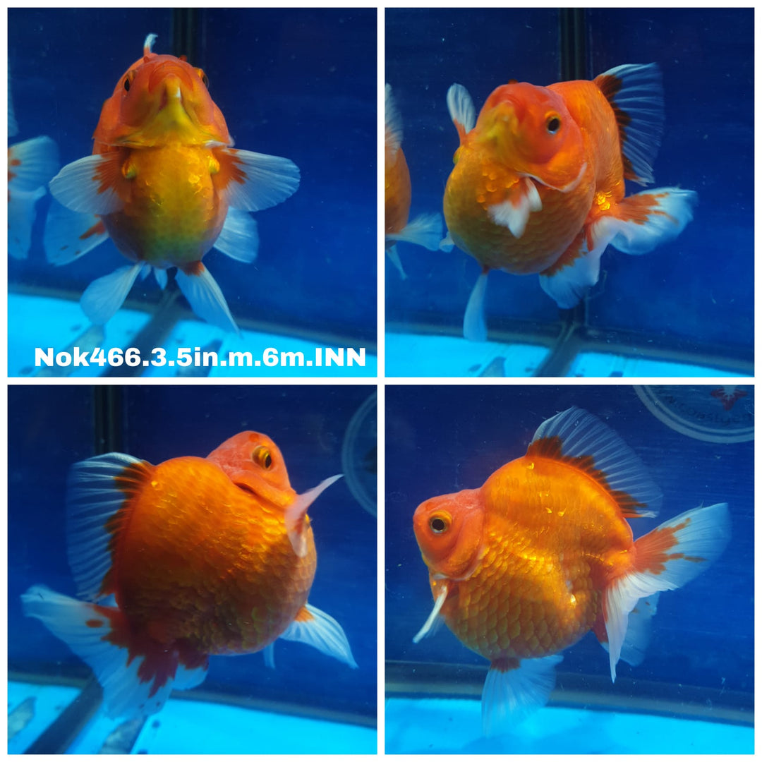 (NOK-466) Thai Red/White Shorttail Ryukin 3.50 inch Body Male 6 Months Age