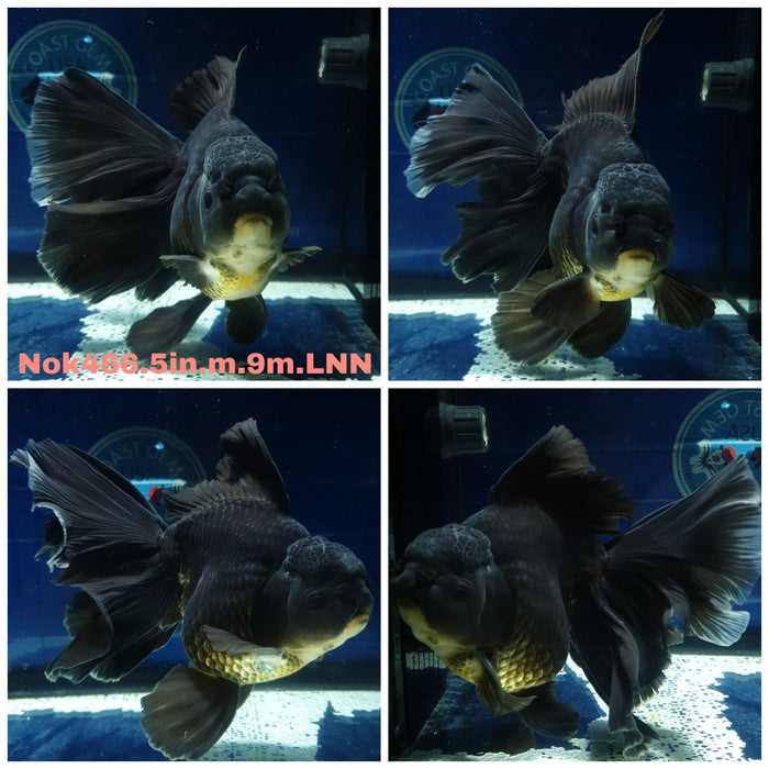 (NOK-466) Thai Jumbo Black Orchid Tail Oranda 5.00 inch Body Male 9 Months Age