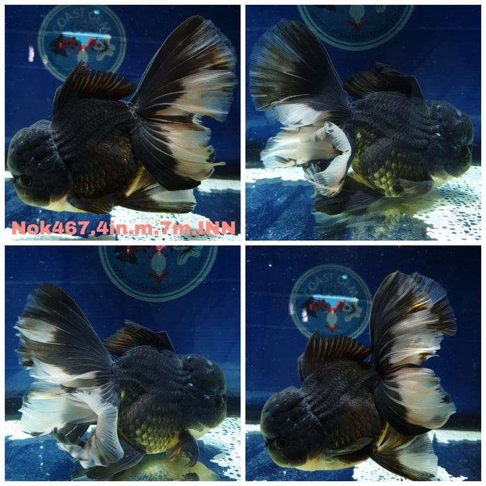 (NOK-467) Thai Jumbo Black Orchid Tail Oranda 4.00 inch Body Male 7 Months Age