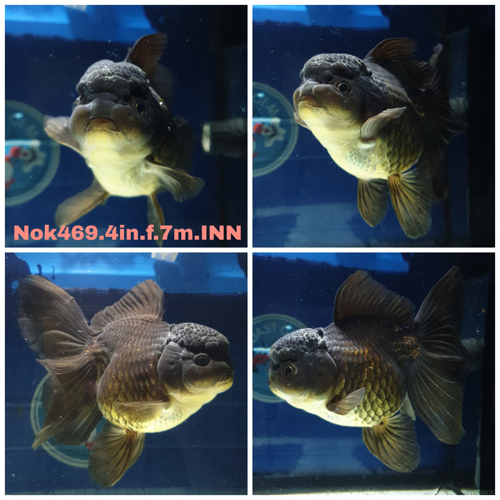 (NOK-469) Thai Black Orchid Tail Oranda 4.00 inch Body Female 7 Months Age