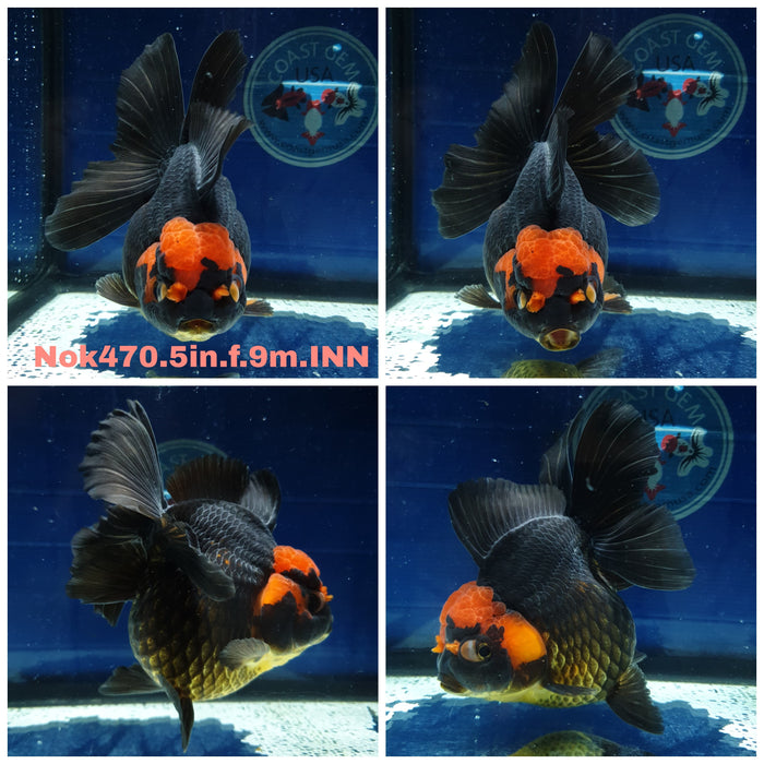 X(NOK-470) Thai Jumbo Black Red Head Orchid Tail Oranda 5.00 inch Body Female 9 Months Age