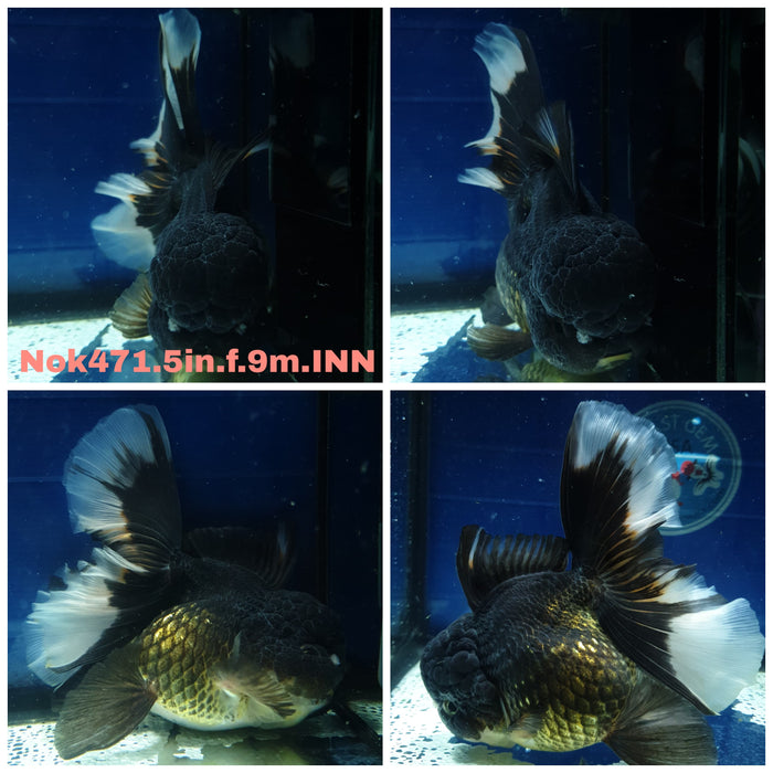 HERE(NOK-471) Thai Jumbo Black Orchid Tail Oranda 5.00 inch Body Female 9 Months Age