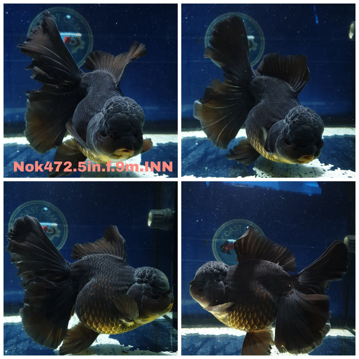 (NOK-472) Thai Jumbo Black Orchid Tail Oranda 5.00 inch Body Female 9 Months Age