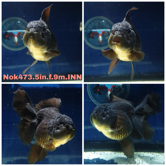 (NOK-473) Thai Black Orchid Tail Oranda 5.00 inch Body Female 9 Months Age