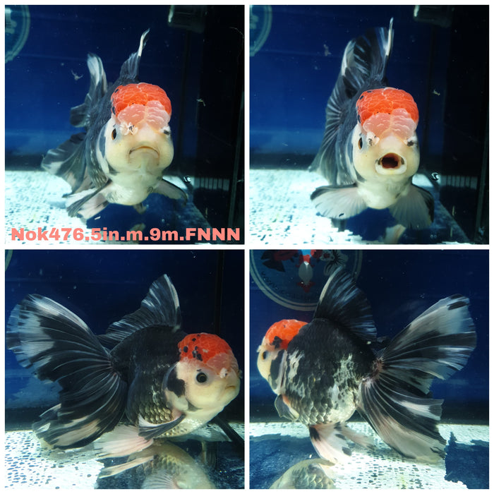 (NOK-476) Thai Jumbo Tri Color Orchid Tail Oranda 5.00 inch Body Male 9 Months Age