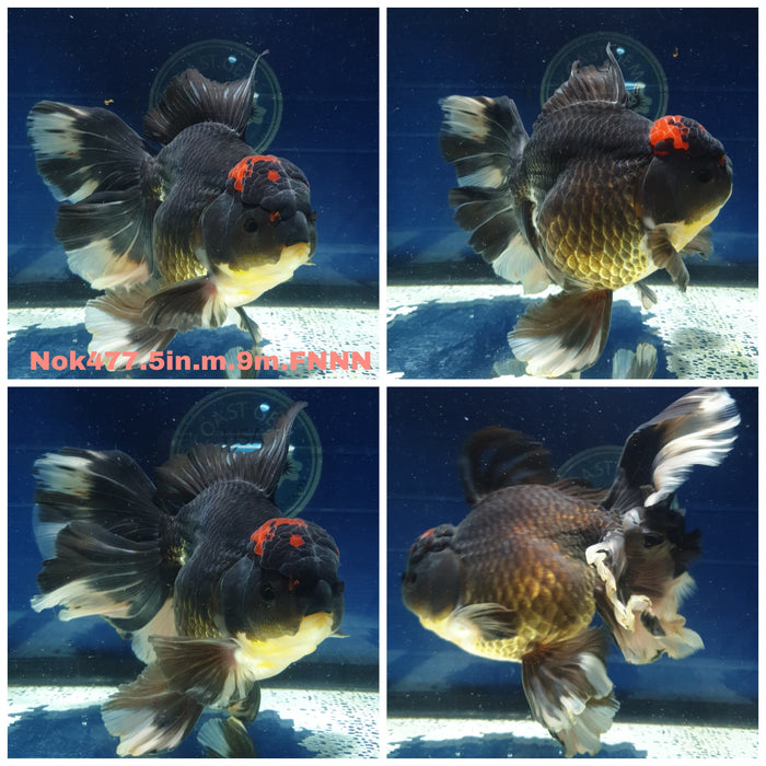 (NOK-477) Thai Jumbo Black Red Head Orchid Tail Oranda 5.00 inch Body Male 9 Months Age