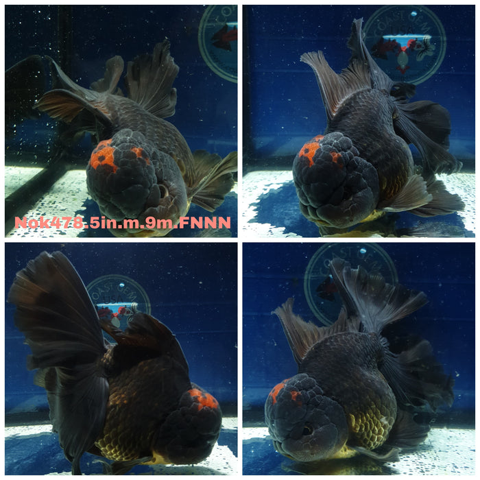 (NOK-478) Thai Jumbo Black Red Head Orchid Tail Oranda 5.00 inch Body Male 9 Months Age