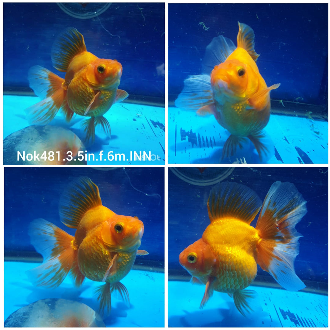 (NOK-481) Thai Red/White Broadtail Ryukin 3.50 inch Body Female 6 Months Age