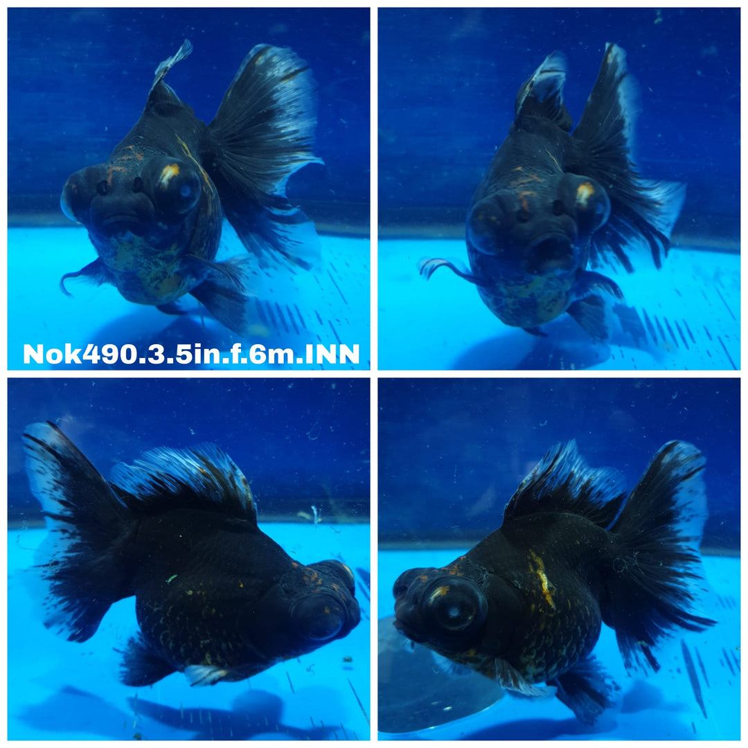 (NOK-490) Thai Kirin Calico Demekin 3.50 inch Body Female 6 Months Age