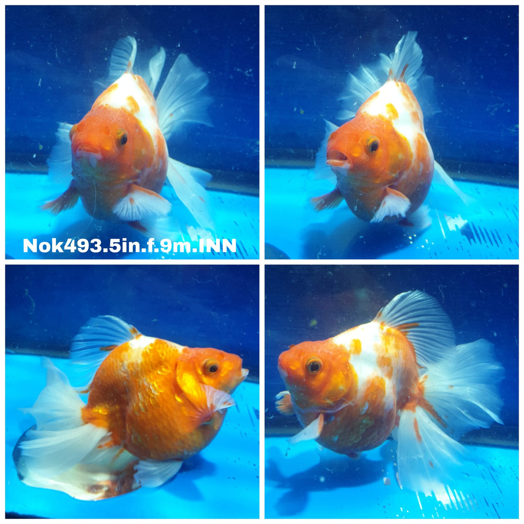 (NOK-493) Thai Jumbo Red/White Broadtail Ryukin 5.00 inch Body Female 9 Months Age