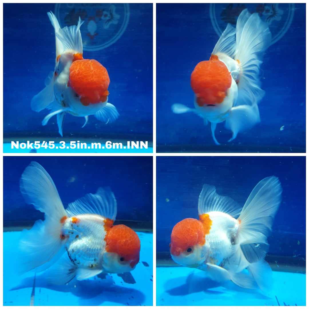 (NOK-545) Thai Red Cap Oranda 3.50 inch Body Male 6 Months Age