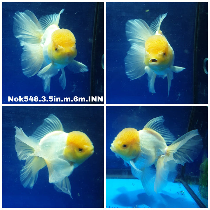T033(NOK-548) Thai Lemon Head White Oranda 3.50 inch Body Male 6 Months Age