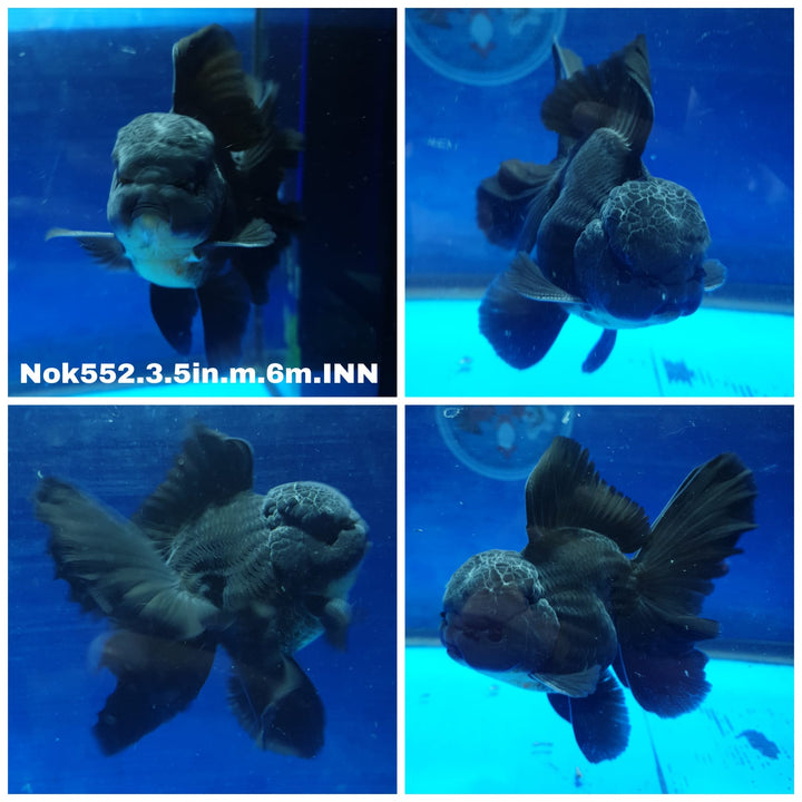 (NOK-552) Thai Black Oranda 3.50 inch Body Male 6 Months Age