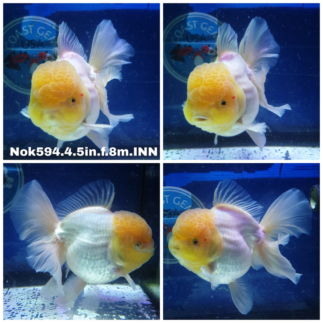 (NOK-594) Thai Jumbo Lemon Head White Oranda 4.50 inch Body Female 8 Months Age