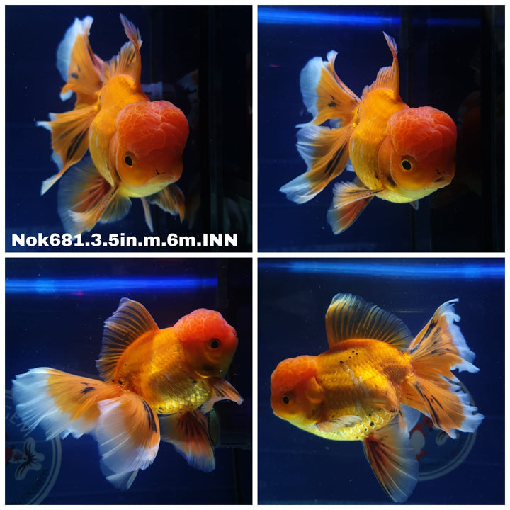 (NOK-681) Thai Red Oranda 3.50 inch Body Male 6 Months Age