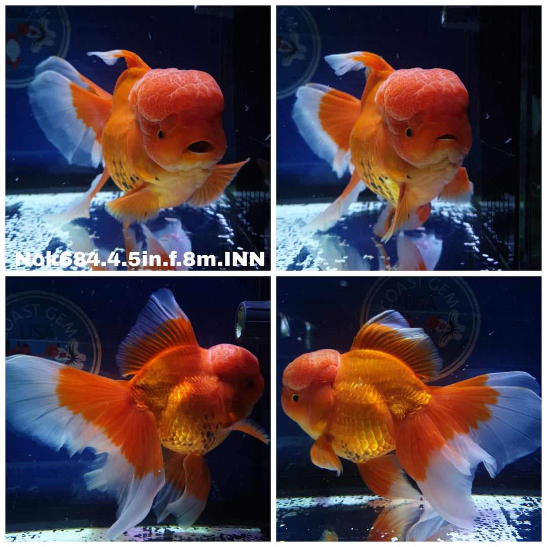 (NOK-684) Thai Jumbo Red Oranda 4.50 inch Body Female 8 Months Age
