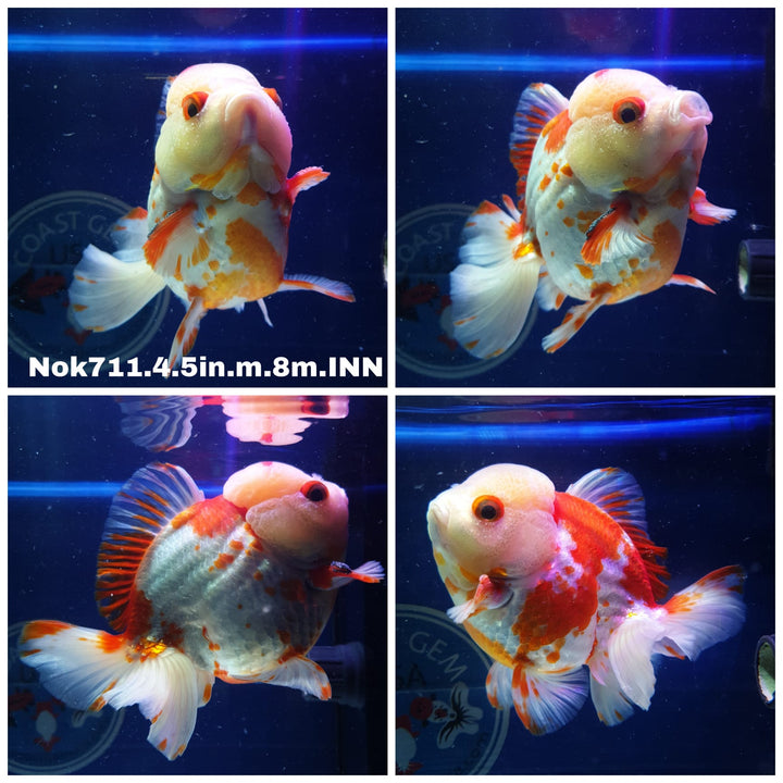 (NOK-711) Thai Jumbo Red/White Oranda 4.50 inch Body Male 8 Months Age