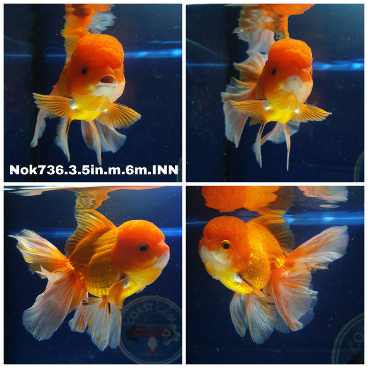 (NOK-736) Thai Red Oranda 3.50 inch Body Male 6 Months Age