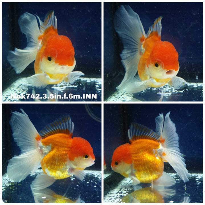 (NOK-742) Thai Red/White Oranda 3.50 inch Body Female 6 Months Age