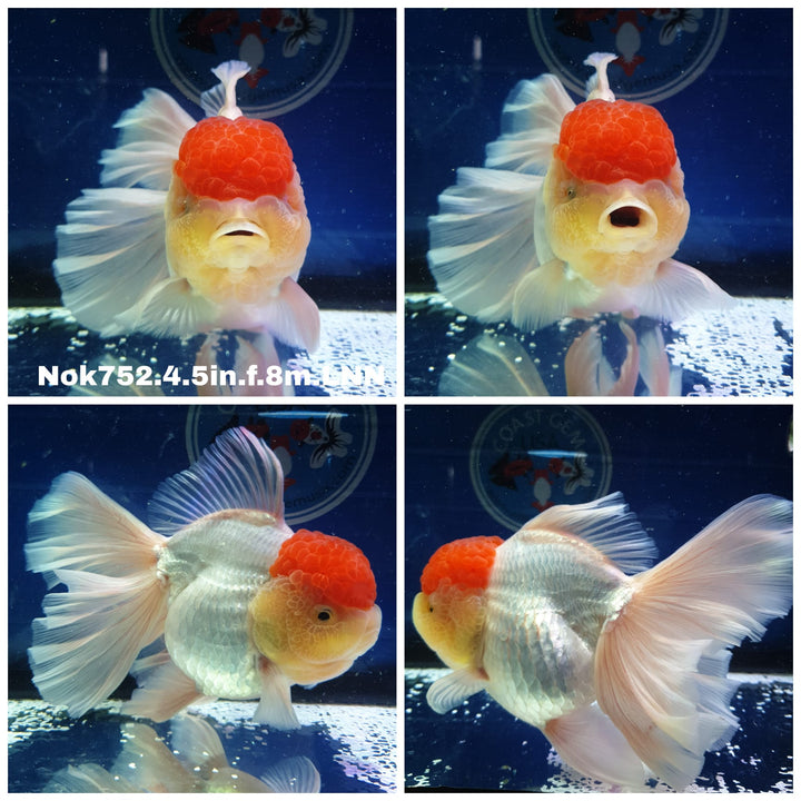 (NOK-752) Thai Jumbo Red Cap Oranda 4.50 inch Body Female 8 Months Age