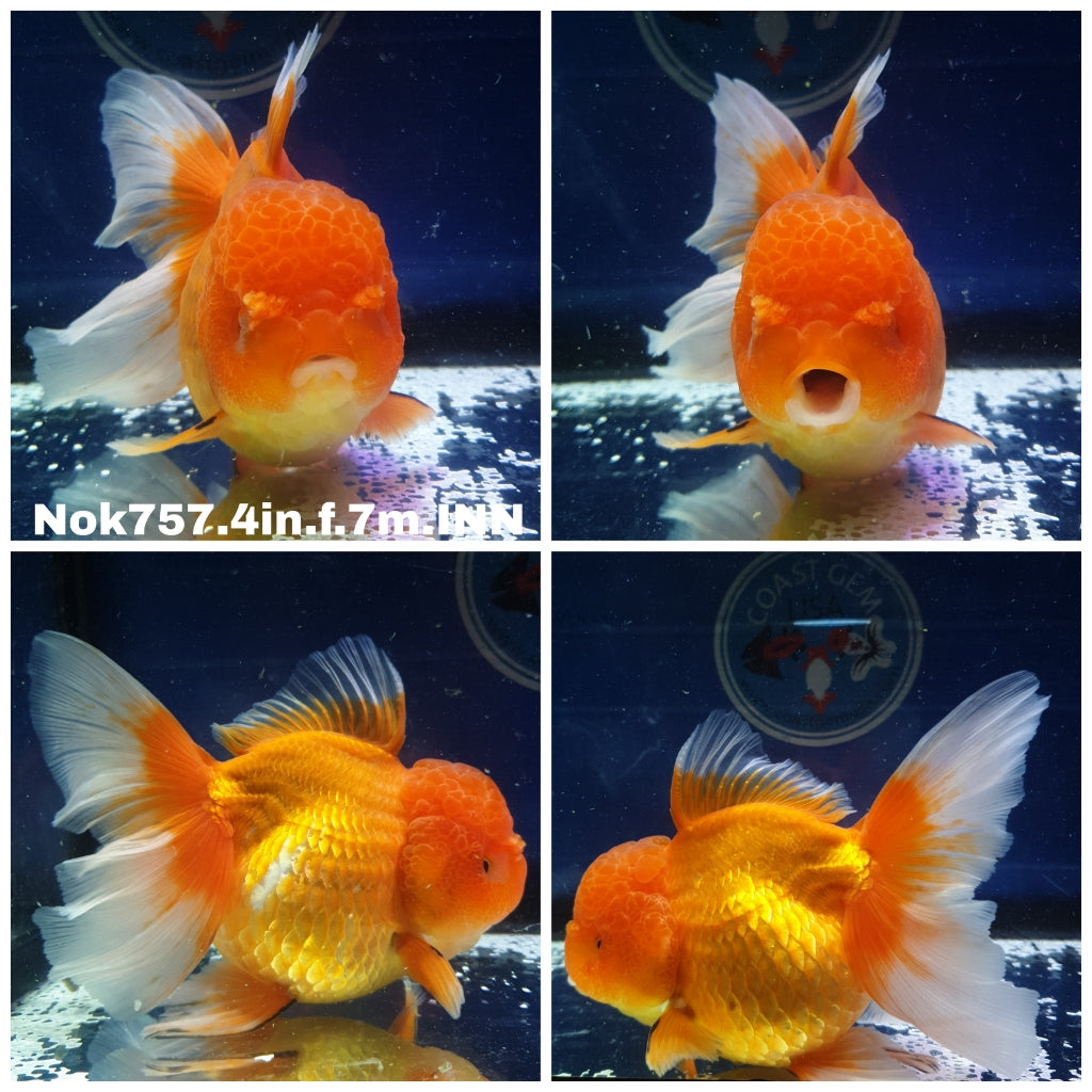 (NOK-757) Thai Red/White Oranda 4.00 inch Body Female 7 Months Age