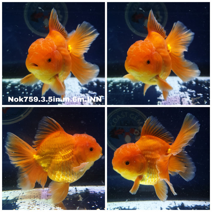 (NOK-759) Thai Red Oranda 3.50 inch Body Male 6 Months Age