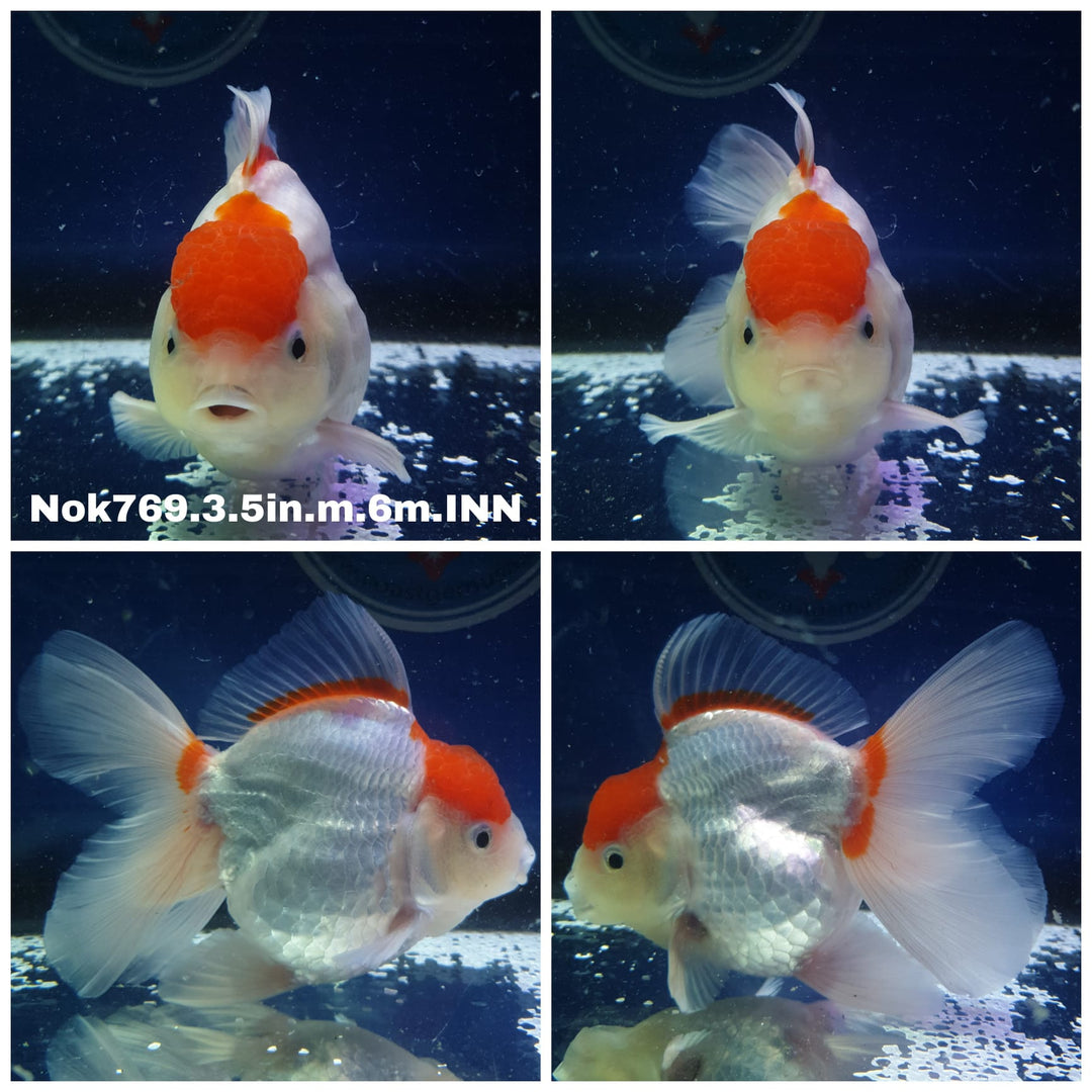 (NOK-769) Thai Red/White Oranda 3.50 inch Body Male 6 Months Age